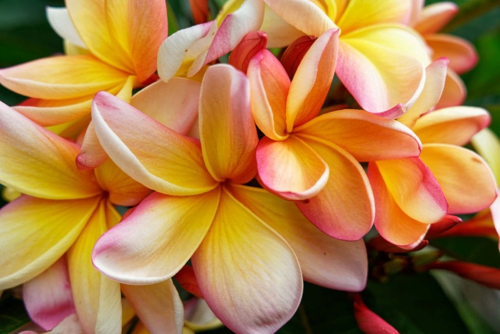 Experience the Madeira Flower Festival 2024 with Tukway 2 madeira flower festival