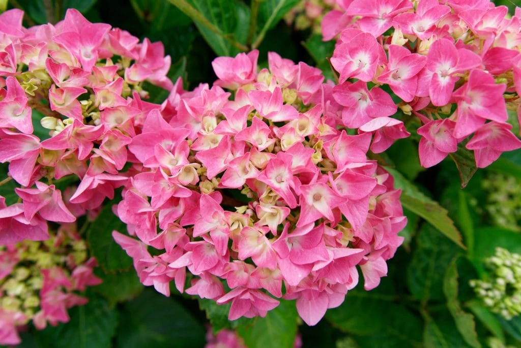 Experience the Madeira Flower Festival 2024 with Tukway 3 madeira flower festival