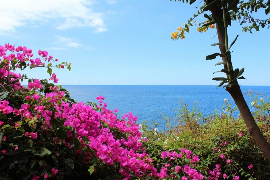 Experience the Madeira Flower Festival 2024 with Tukway 1 madeira flower festival