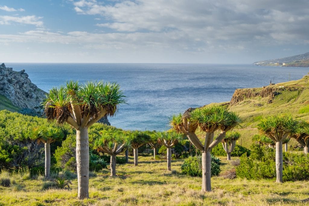 dragon tree