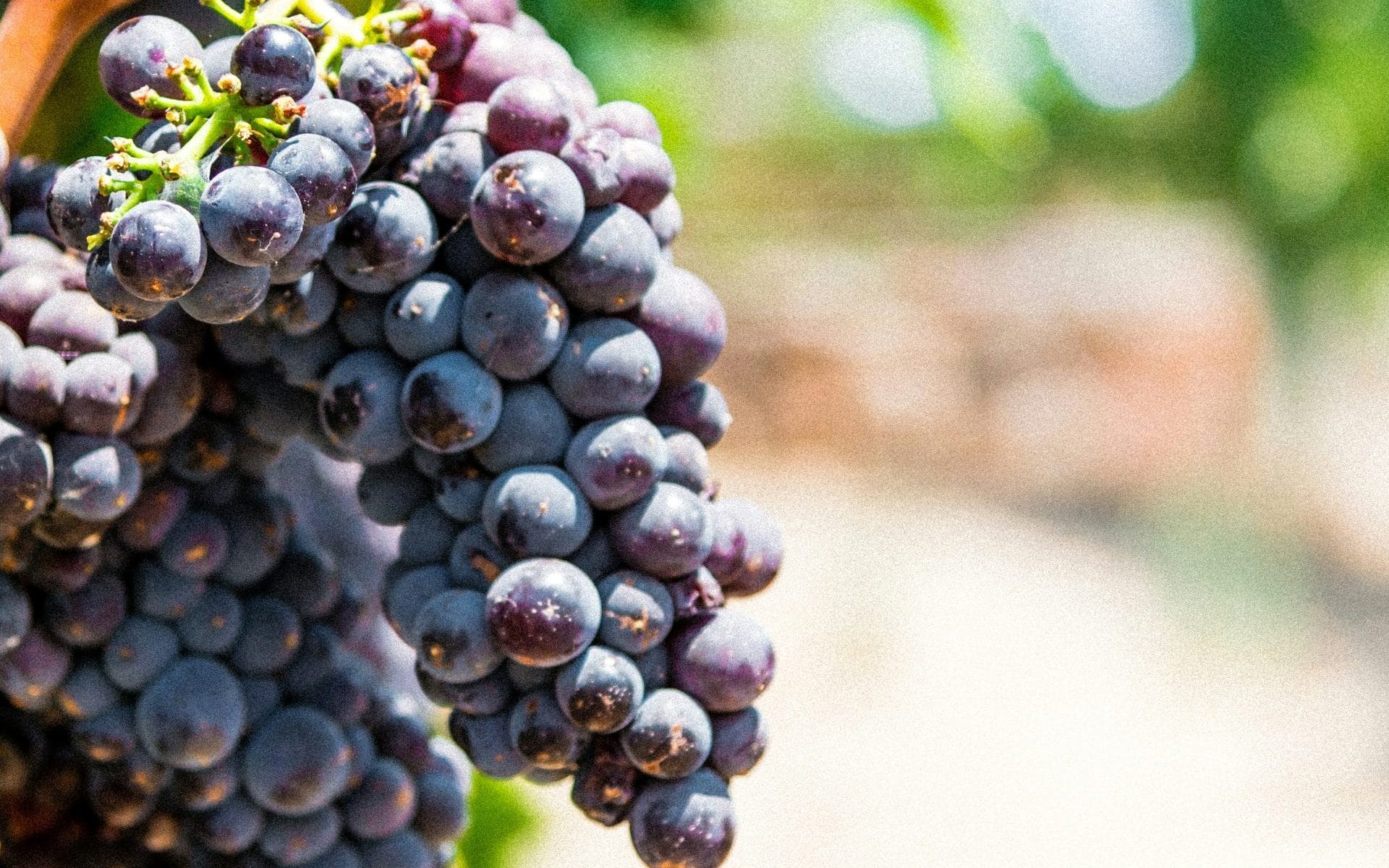 Boal grape