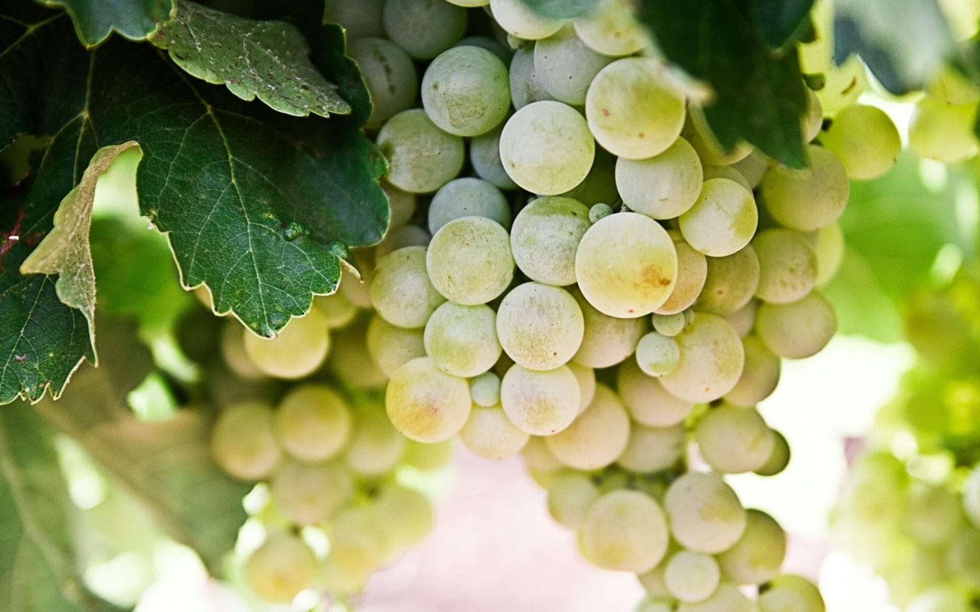 Malvasia grape