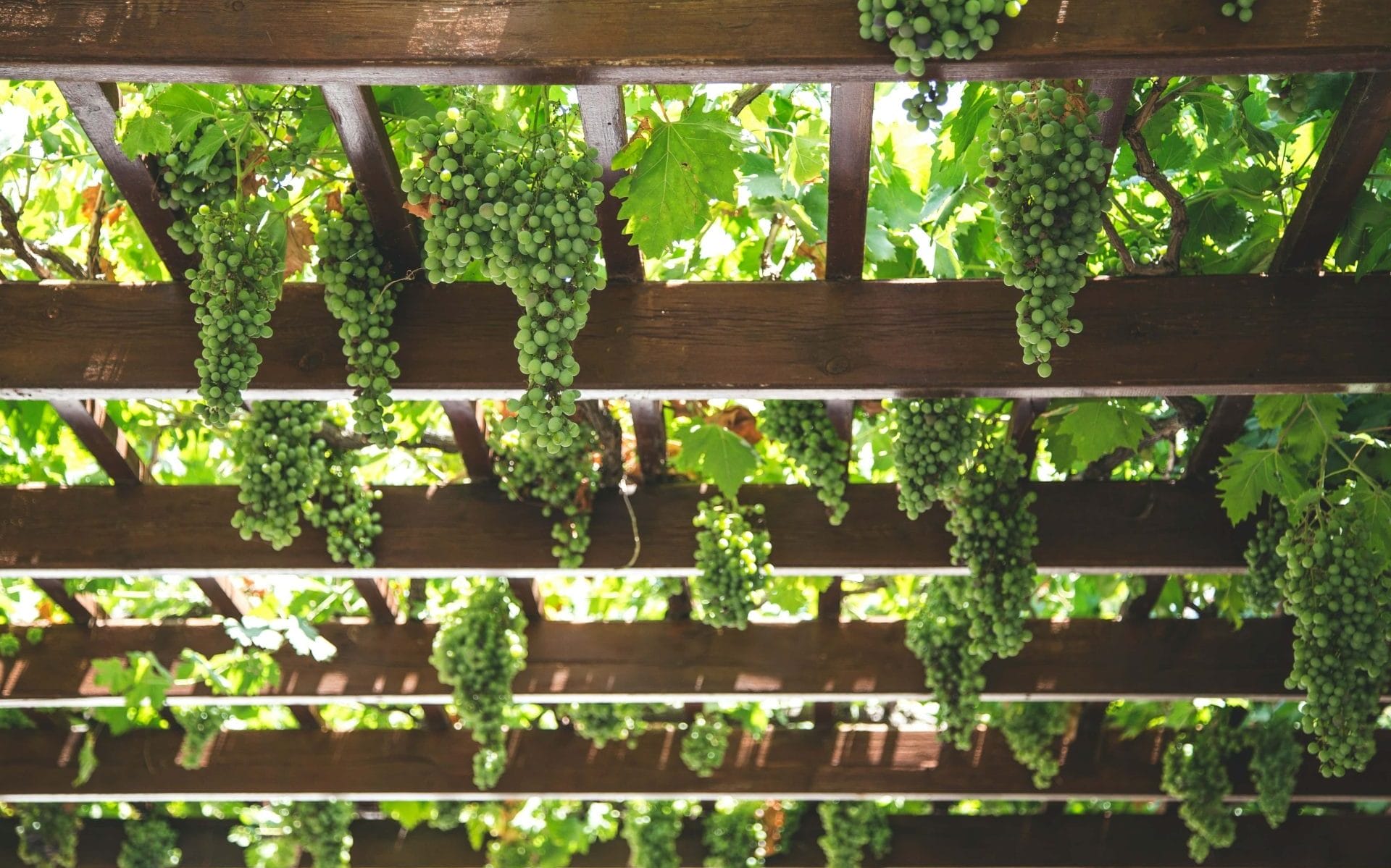 verdelho grape